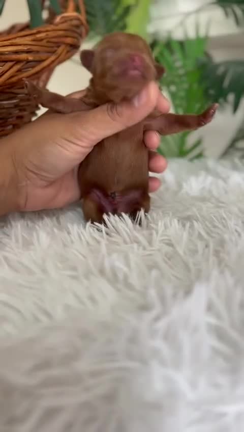 Maltipoo perros en venta: MALTIPO ROJO MACHO - Video 1