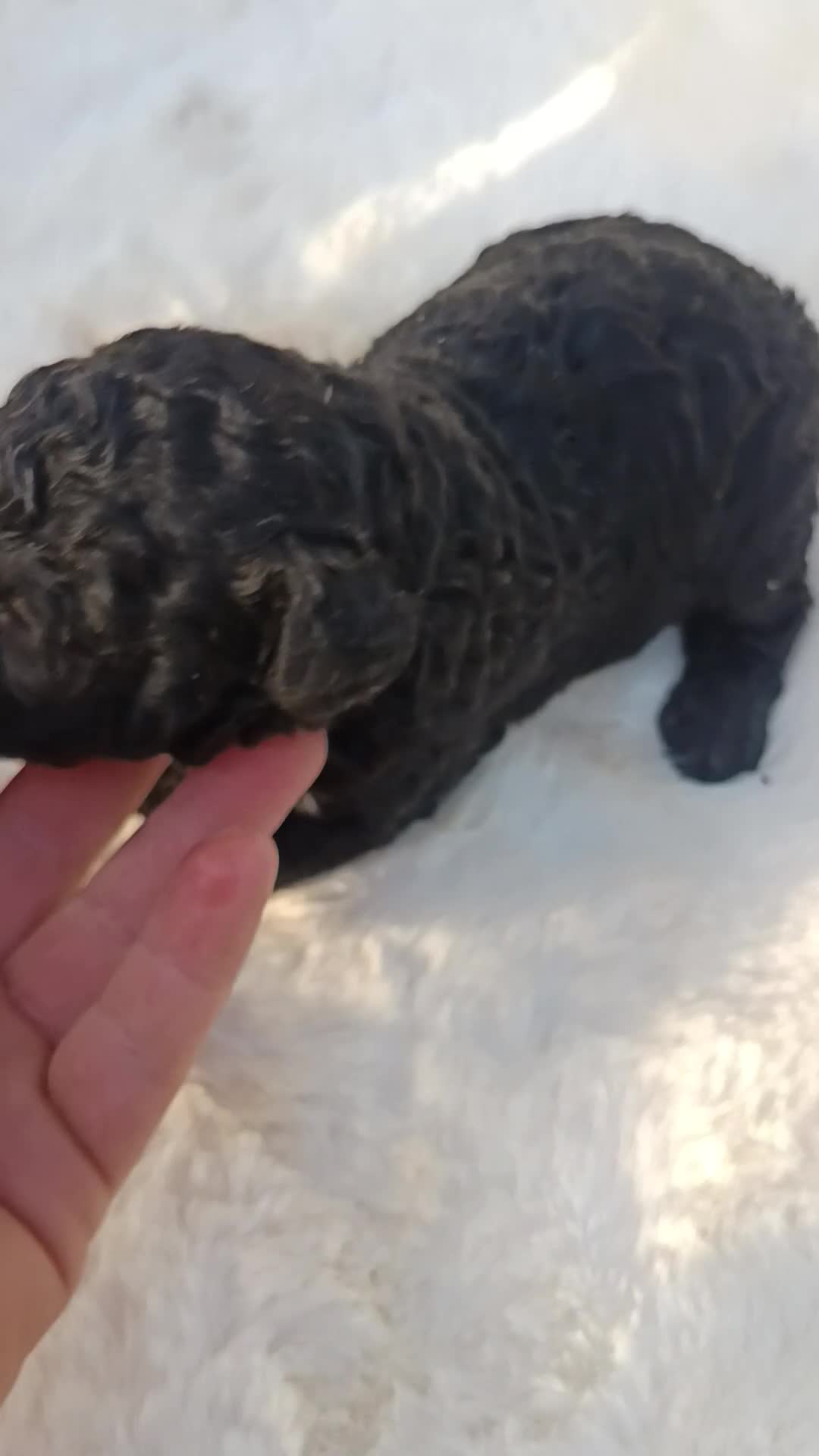 Perro de Agua Español perros en venta: Perro de agua  - Video 1