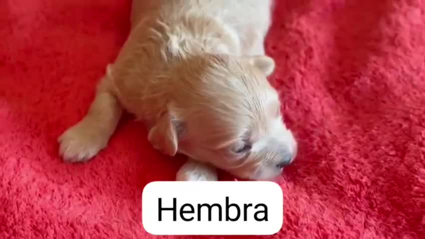 Maltipoo perros en venta: Maltipoo nacionales machos y hembras  - Video 1