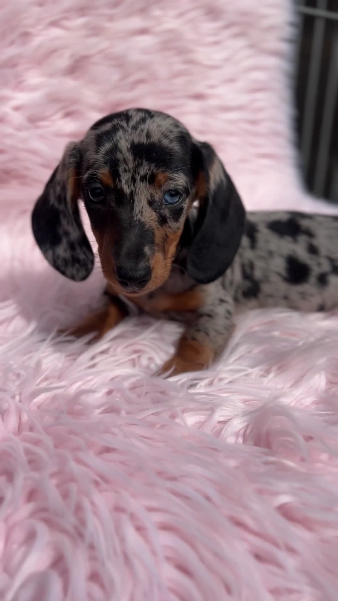 Teckel Miniatura perros en venta: Teckel arlequín Kaninchen  - Video 1