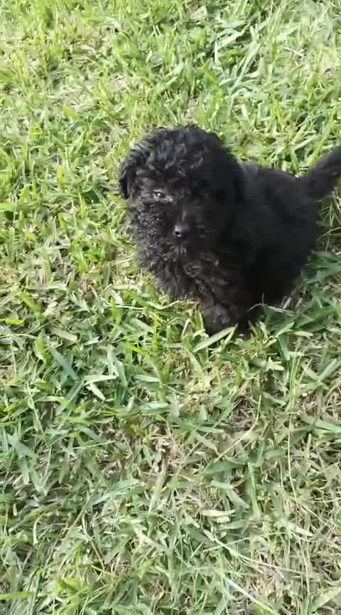 Caniche Toy perros en venta: Último machitode caniche toy phanton!! - Video 1