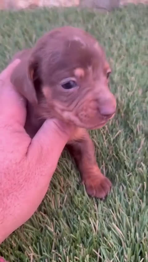 Teckel perros en venta: Teckels Mini Choco - Video 1