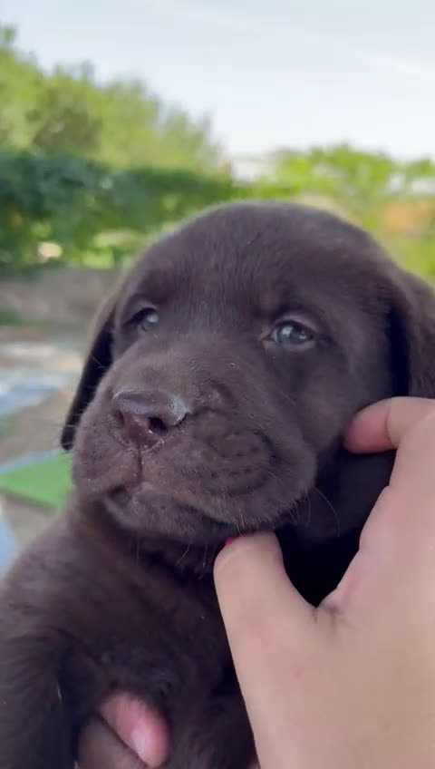 Labrador Retriever perros en venta: Cachorro macho con excelente pedigree  - Video 1