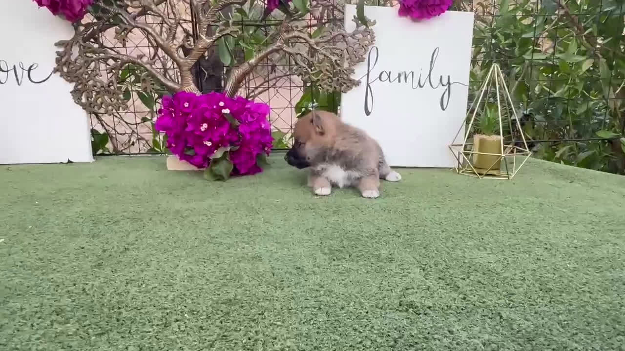 Shiba Inu perros en venta: Rojos y negros Shiba Inu  - Video 2