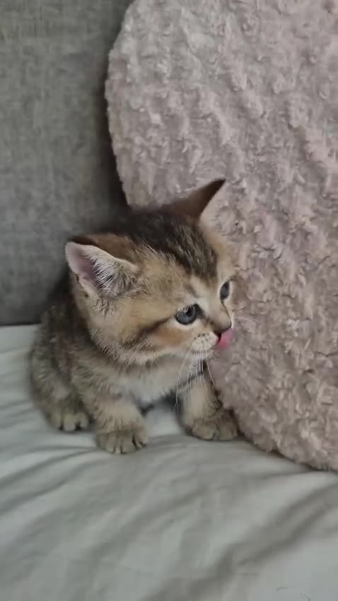Británico de Pelo Corto gatos en venta: British blues chocolate y Golden bebes preciosos  - Video 3