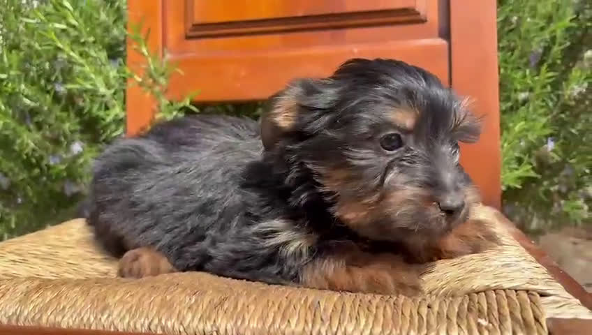 Yorkshire Terrier perros en venta: Machos yorkshire terrier en Madrid - Video 2