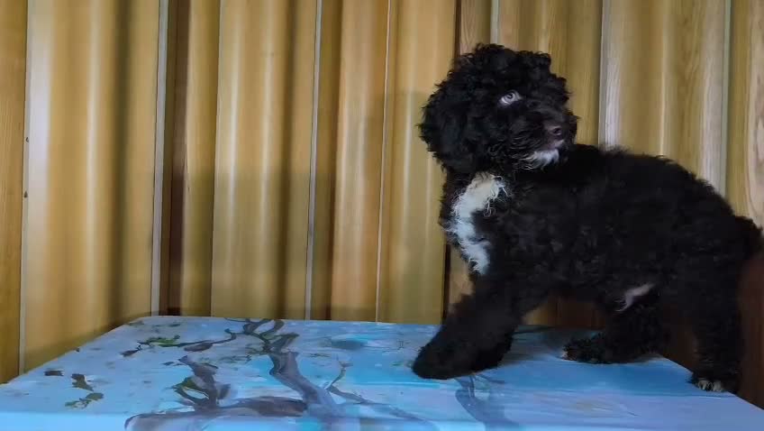 Perro de Agua Español perros en venta: Perro de agua  - Video 1