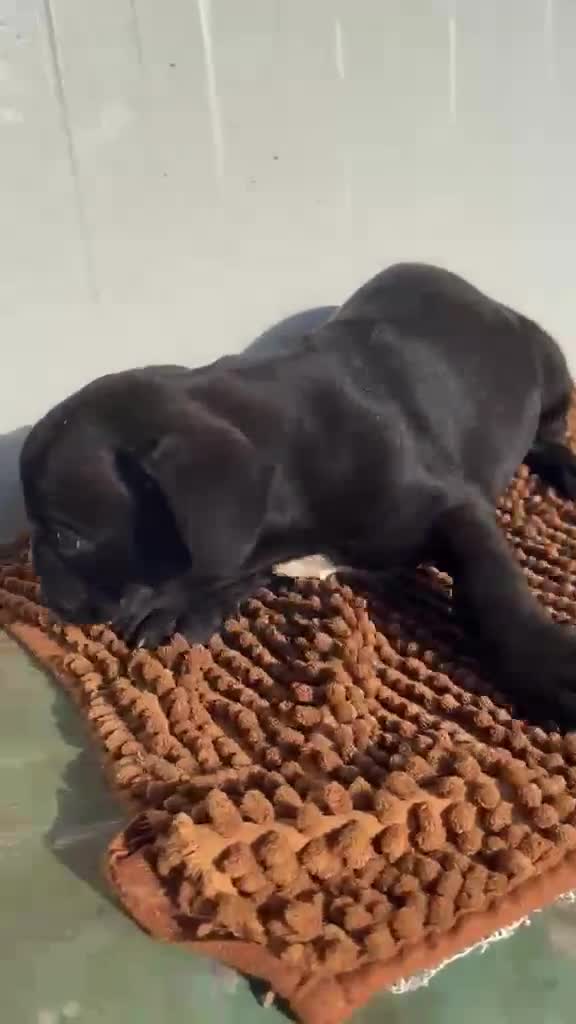 Bulldog Francés perros en venta: Bulldog Frances - Video 2
