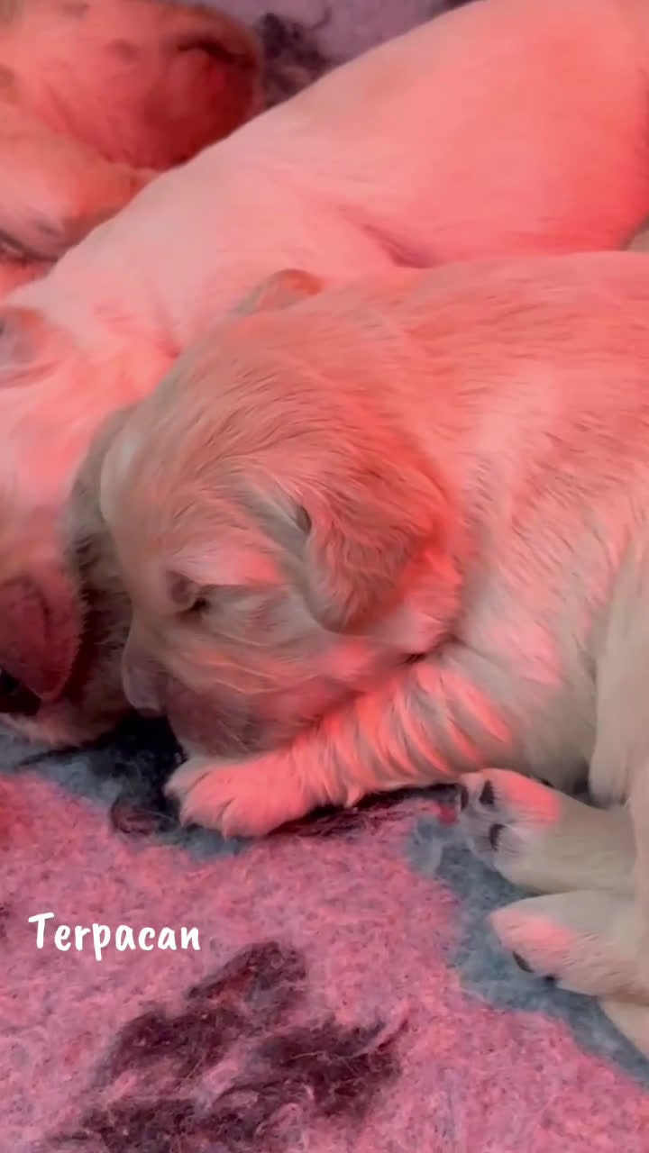 Golden Retriever perros en venta: Cachorro de Golden Retriever  - Video 1