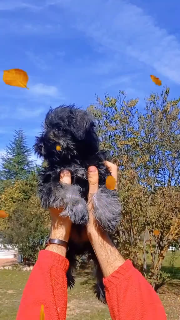 Schnauzer Miniatura perros en venta: Schnauzer mini sal y pimienta  - Video 3