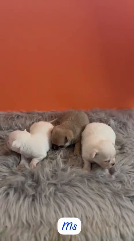 Chihuahua perros en venta: CHIHUAHUA PELO CORTO - Video 1