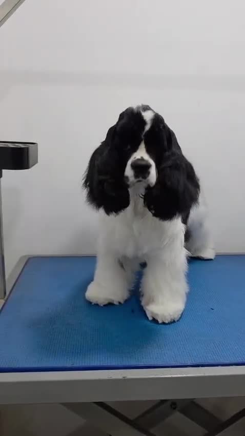 Cocker Spaniel Americano perros en venta: Cocker Americano Top - Video 1