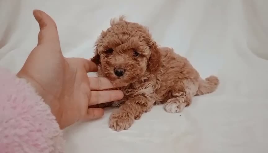 Caniche Toy perros en venta: Caniche toy en La Coruña - Video 2