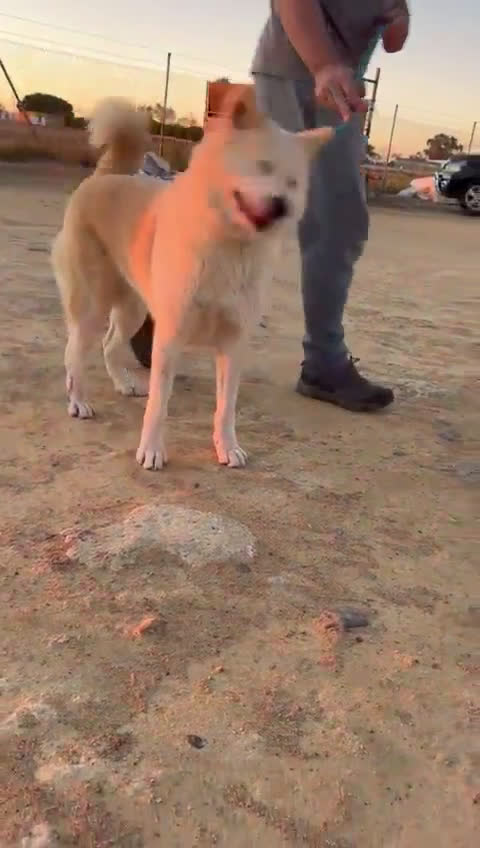 Akita Inu perros en venta: Akita inu - Video 1