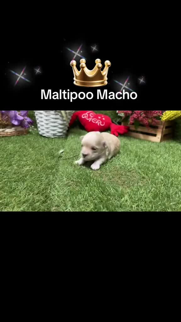 Maltipoo perros en venta: Maltipoo toy muy bonitos !!! - Video 1