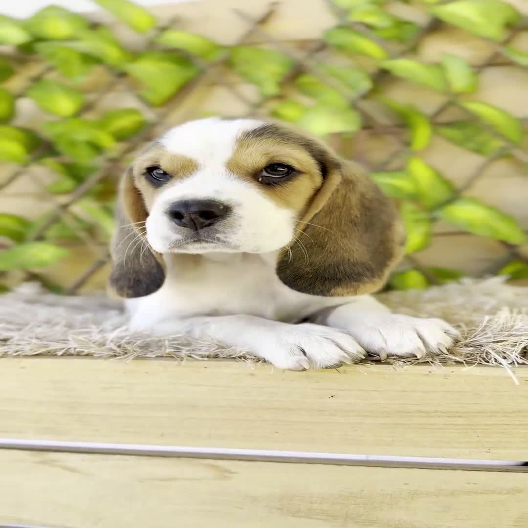 Beagle perros en venta: Camada de Fauna - Video 2