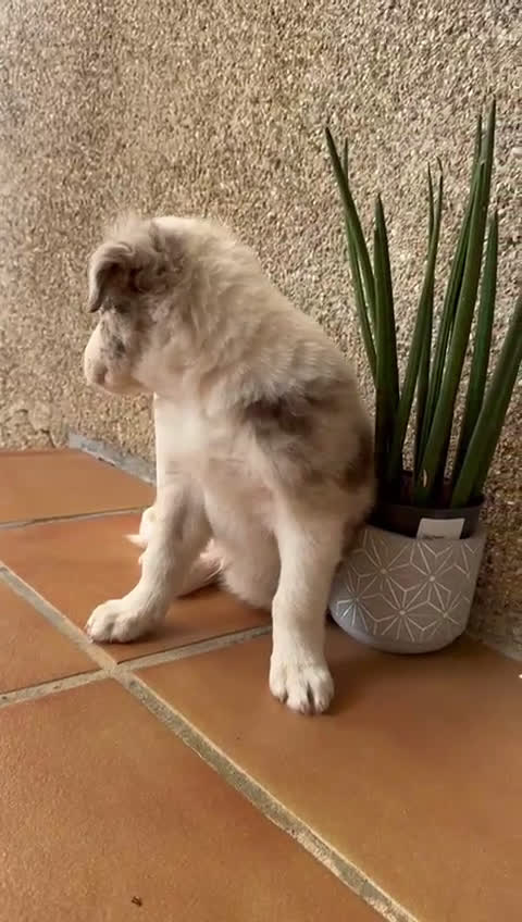 Border Collie perros en venta: BORDER COLLIE MERLE MACHO - Video 1
