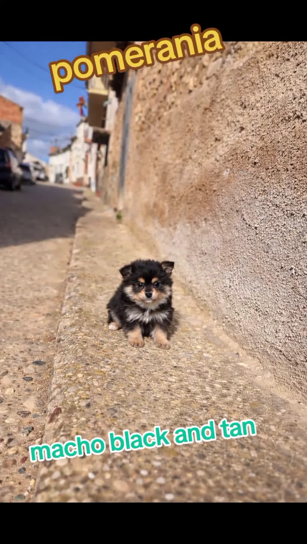 Pomerania perros en venta: Cachorros Pomerania disponibles - Video 1
