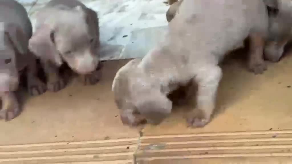 Teckel Miniatura perros en venta: Teckel mini Isabela - Video 1