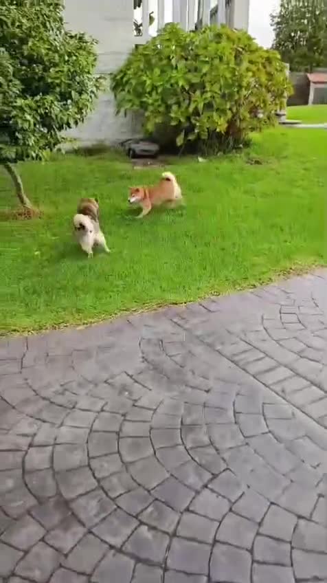 Shiba Inu perros en venta: SHIBA INU  - Video 1
