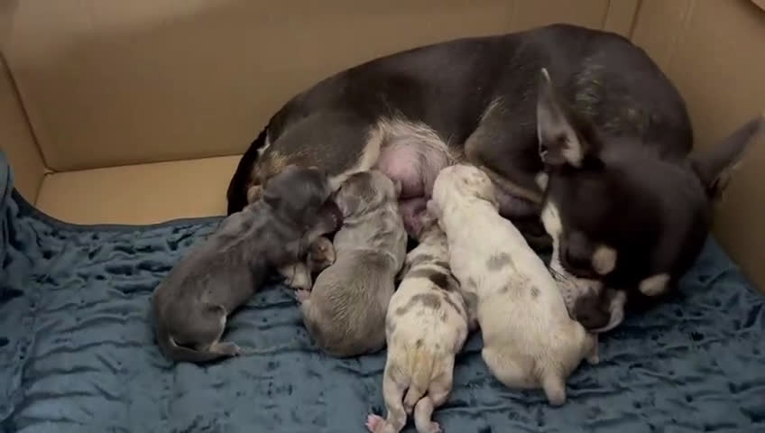 Chihuahua perros en venta: CHIHUAHUA-COLORES EXOTICOS - Video 1