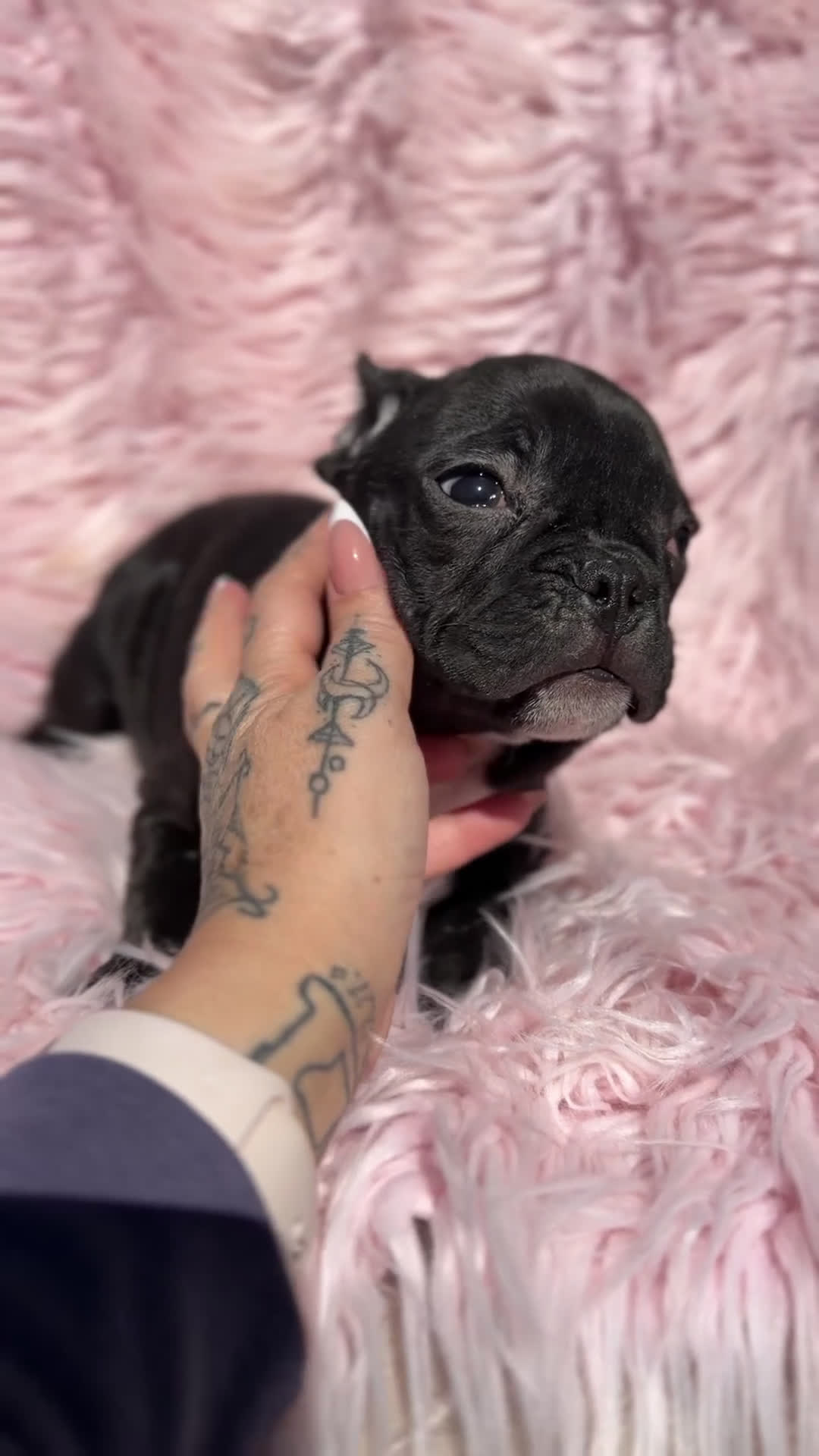 Bulldog Francés perros en venta: Bulldog francés negra - Video 1