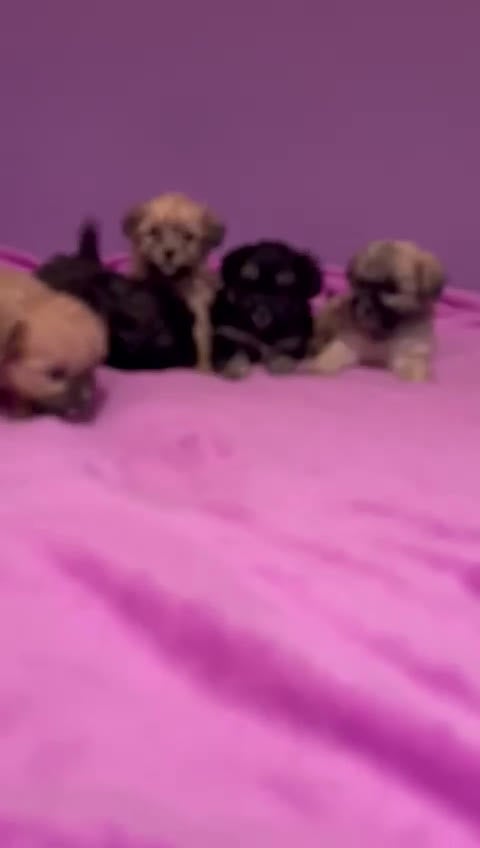 Yorkiepoo perros en venta: Yorkipoo - Video 1