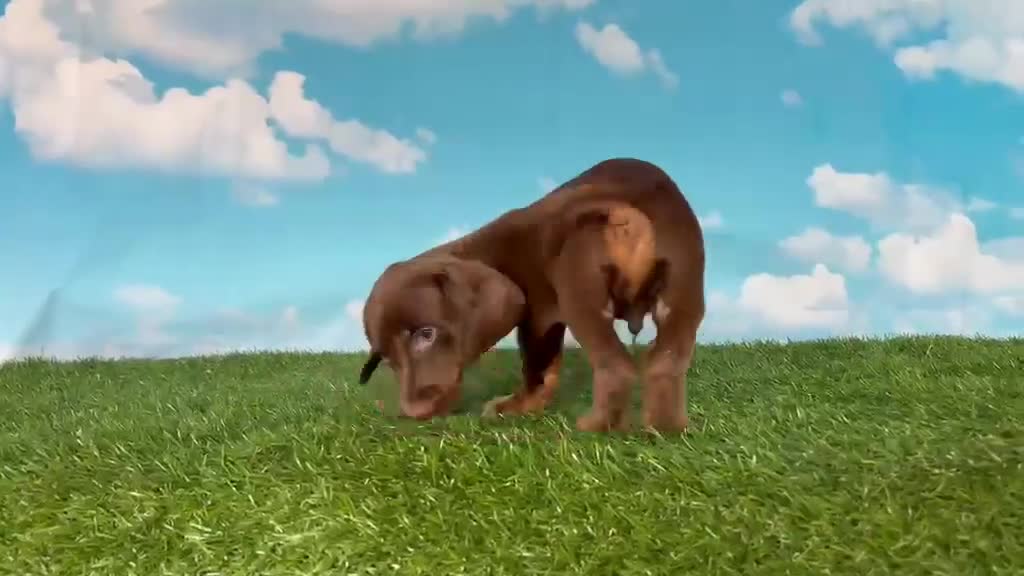 Teckel perros en venta: Machito y hembras de teckel kanichen y miniatura  - Video 4