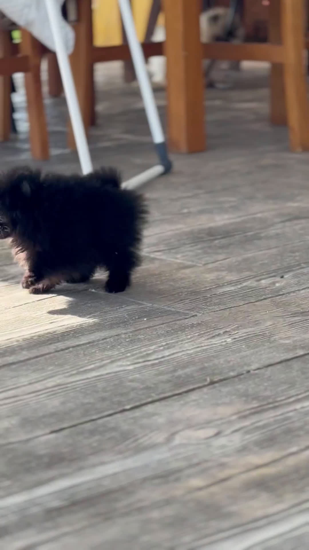 Pomerania perros en venta: FROXTY, TIVOLY Y STRIKE UN TRÍO DIVERTIDO  - Video 1