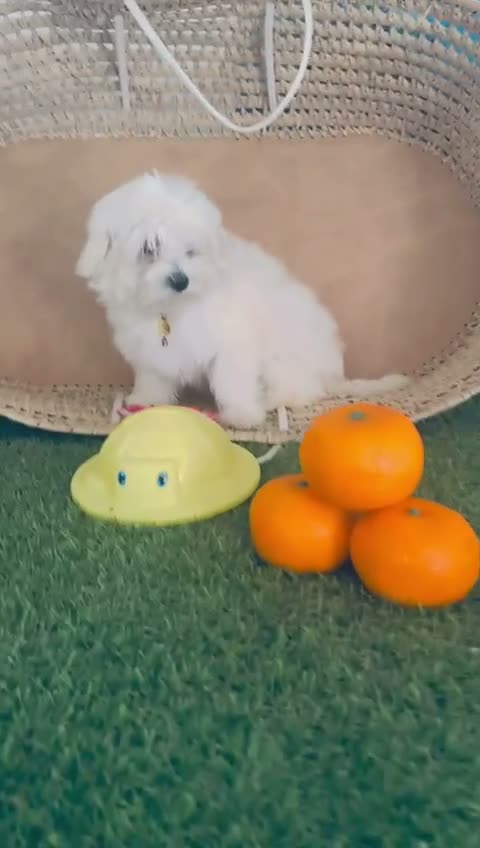 Bichón Maltés perros en venta: Bichón maltes coreano - Video 1
