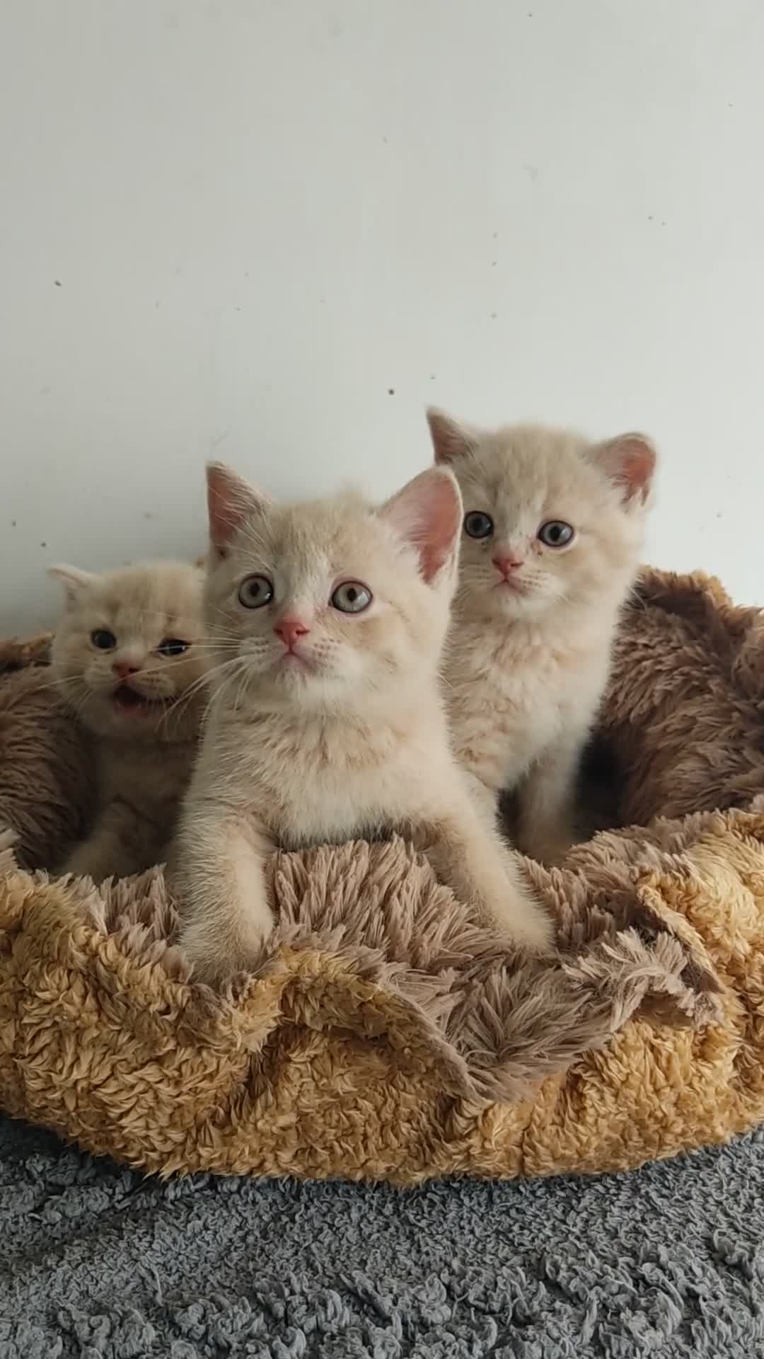 Británico de Pelo Corto gatos en venta: British shorthair  - Video 1