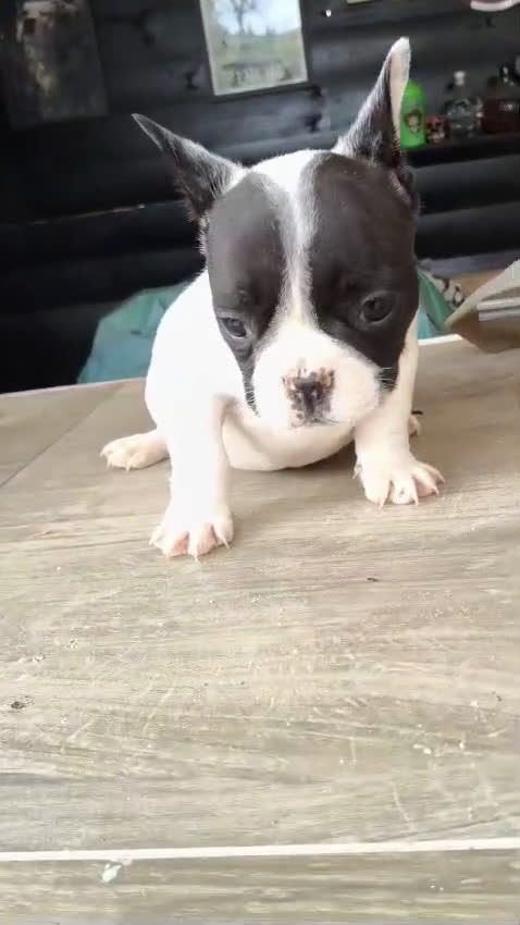 Bulldog Francés perros en venta: Bulldog francés  - Video 1