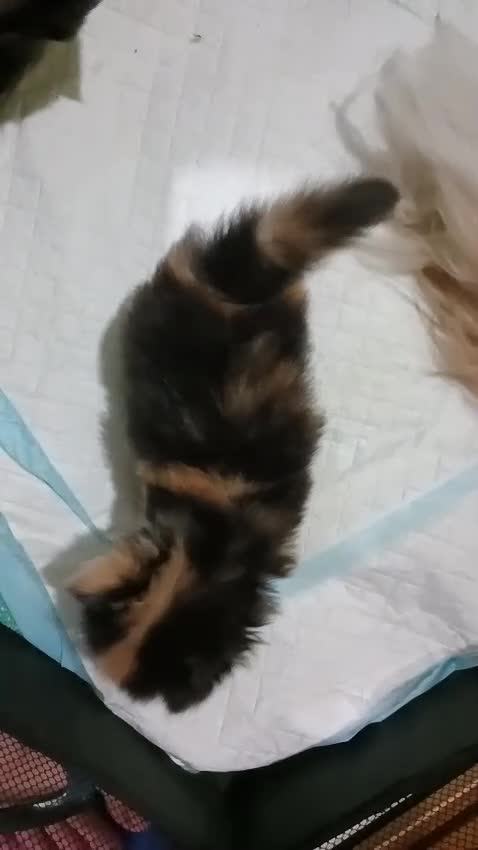 Persa gatos en venta: Gatos persas - Video 4