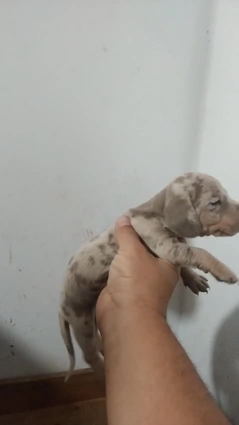 Teckel perros en venta: Espectacular camada de Teckel chocolate Arlequín - Video 2