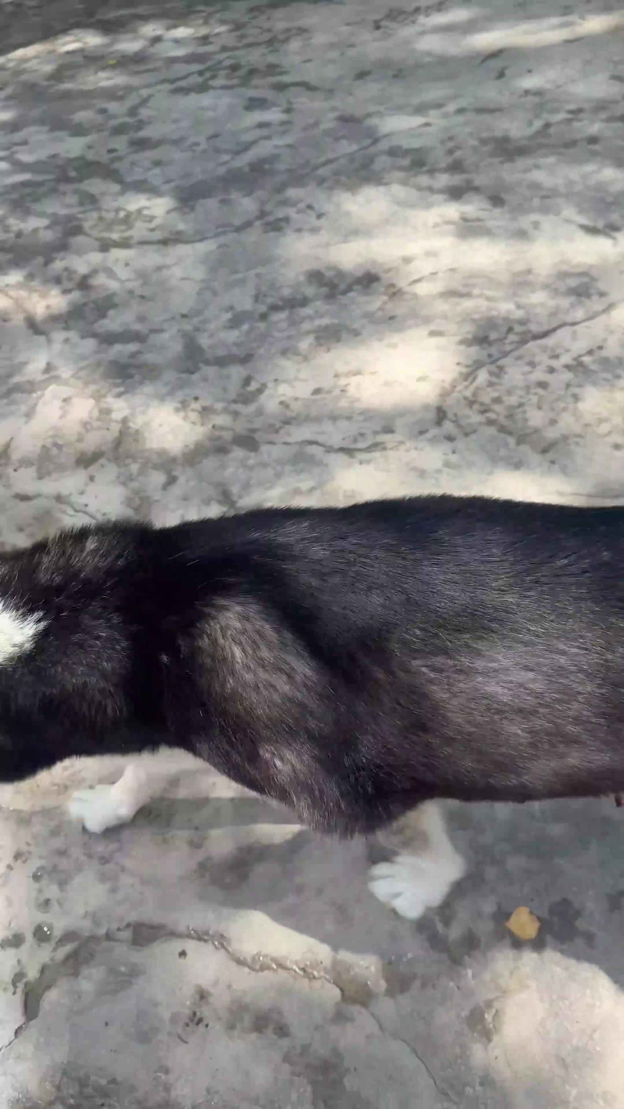 Husky Siberiano perros en venta: CAMADA DE HUSKY - Video 1