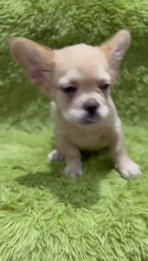 Bulldog Francés perros en venta: Bulldog francés Fluffy  - Video 1
