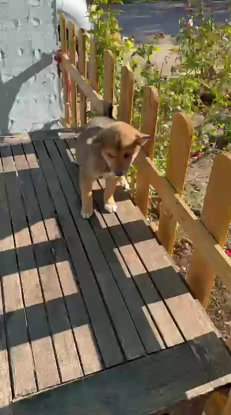 Shiba Inu perros en venta: Shiba Inu zorrillos preciosos rojos  - Video 1