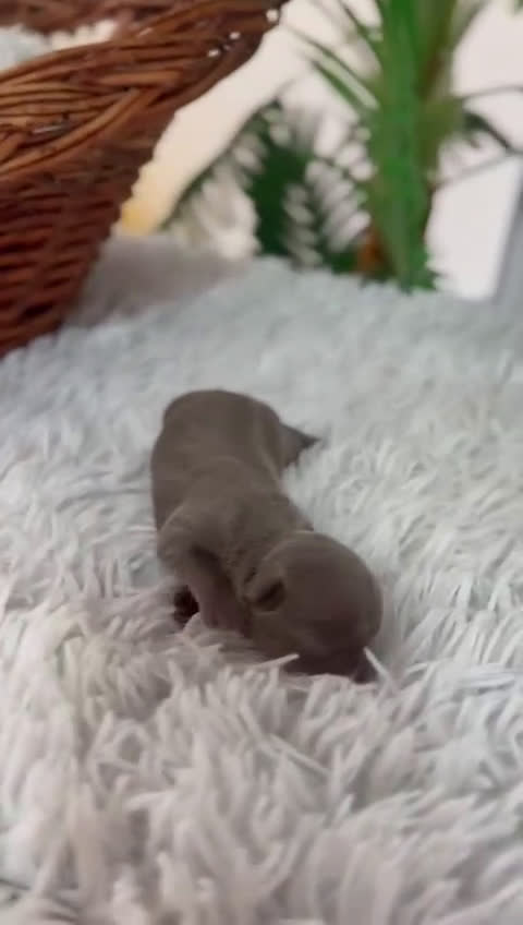 Chihuahua perros en venta: CHIHUAHA LILAC - Video 1