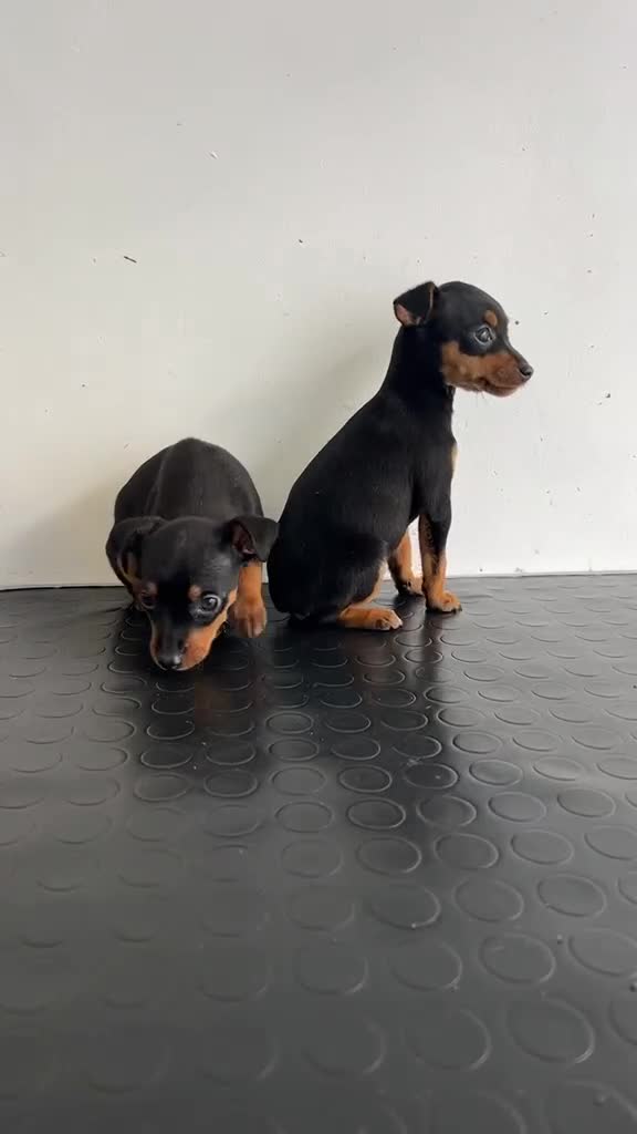 Pinscher Miniatura perros en venta: Mini pinscher  - Video 1