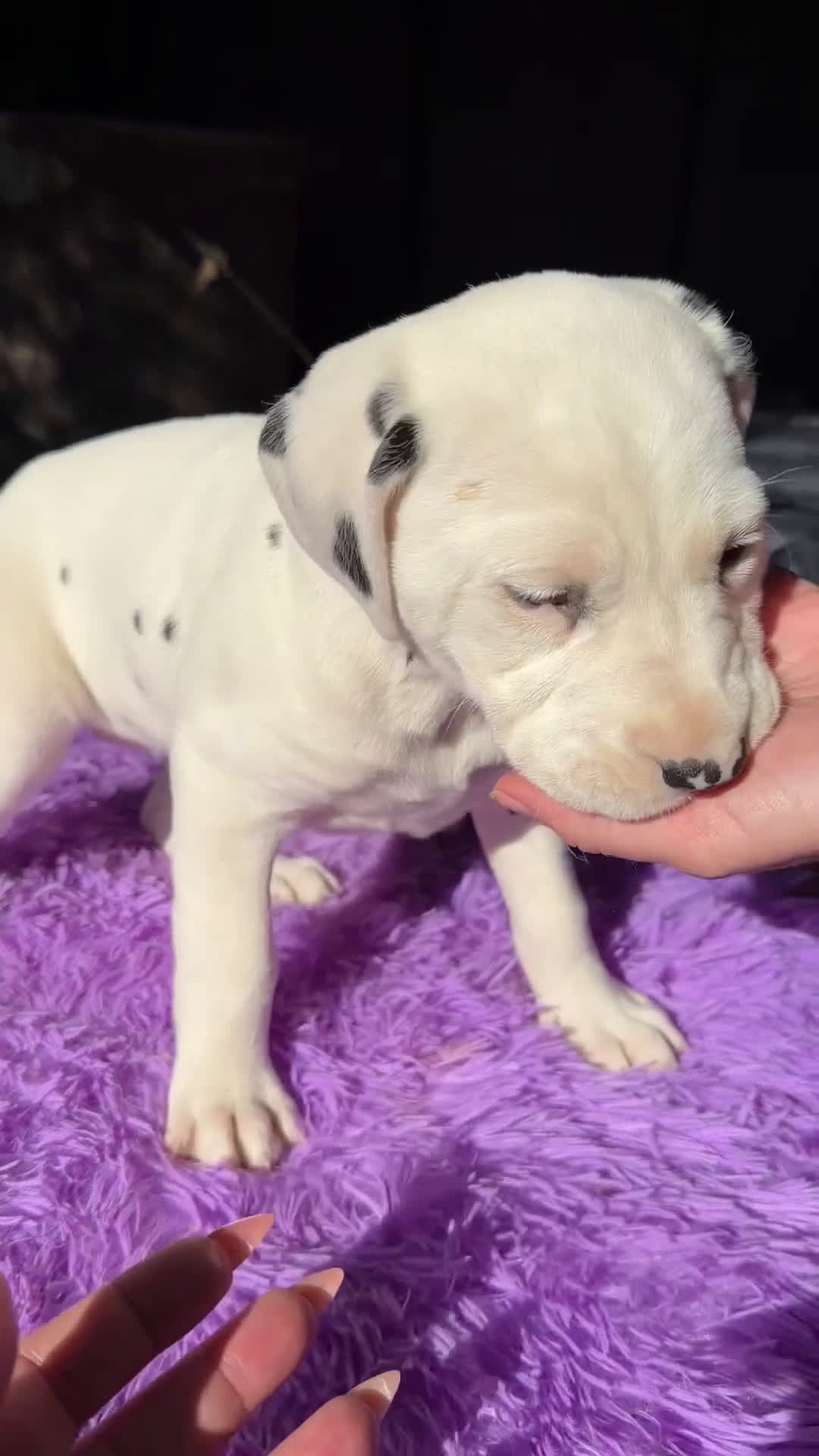 Dálmata perros en venta: Dálmata hembra  - Video 1