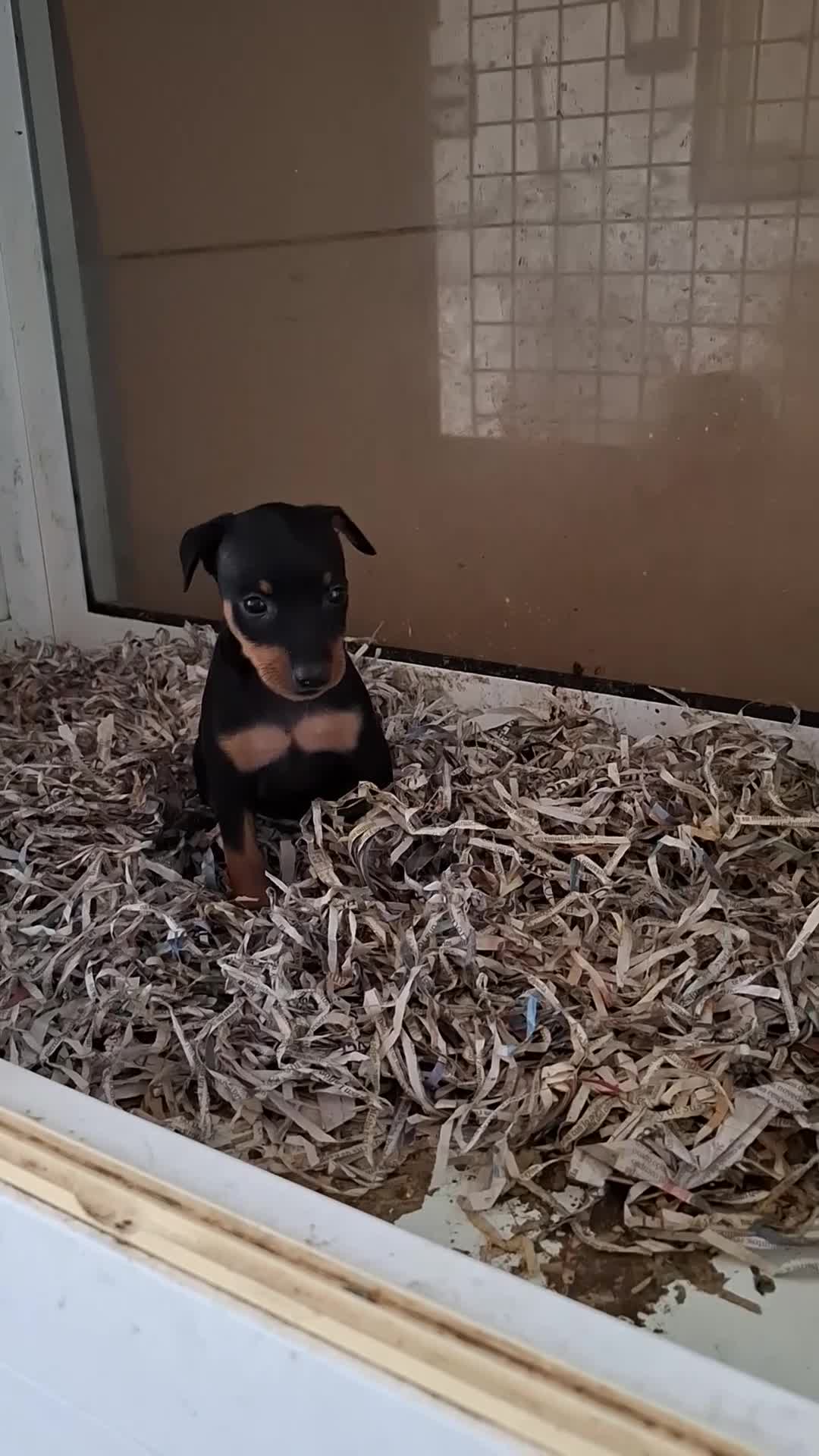 Pinscher Miniatura perros en venta: Mini pincher - Video 1