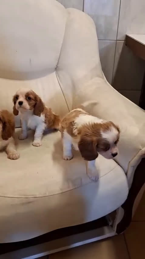 Cavalier King Charles Spaniel perros en venta: Cavalier - Video 1