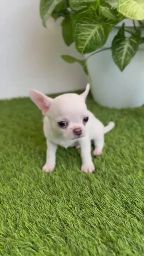 Chihuahua perros en venta: CHIHUAHUA  - Video 3