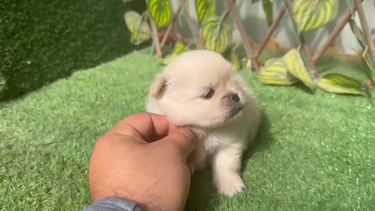 Maltipoo perros en venta: Machos y hembras de maltipoo - Video 5