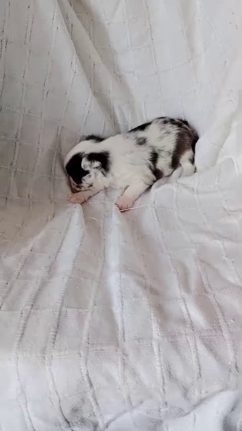 Chihuahua perros en venta: Chihuhua macho - Video 1