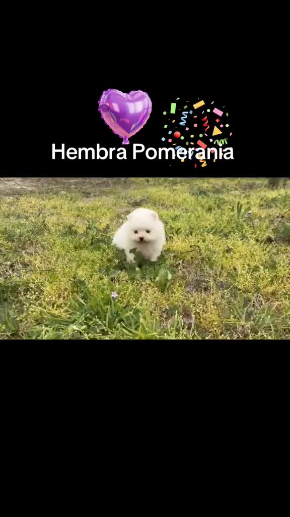 Pomerania perros en venta: Pomerania Toy blancos !!! - Video 1