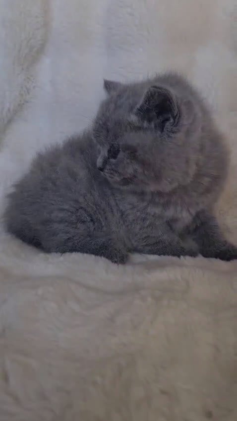 Británico de Pelo Corto Azul gatos en venta: Brithis pelo corto blues disponibles  - Video 2