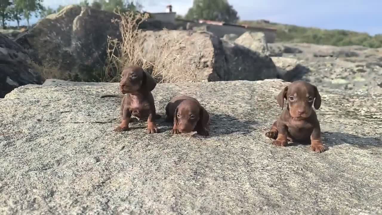 Teckel Miniatura perros en venta: Camada de teckel miniatura - Video 1