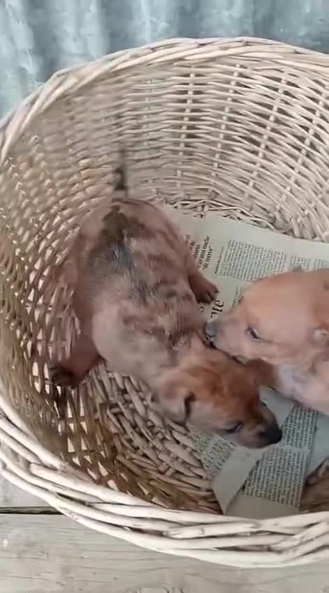 Raza Mixta perros en venta: Lebrel cruzado - Video 1