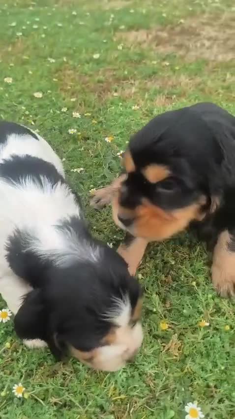 Cocker Spaniel Inglés perros en venta: Cocker spanish ingles disponibles  - Video 1